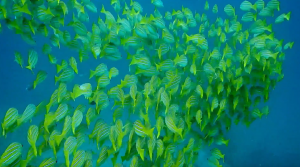 A shoal of green fish.