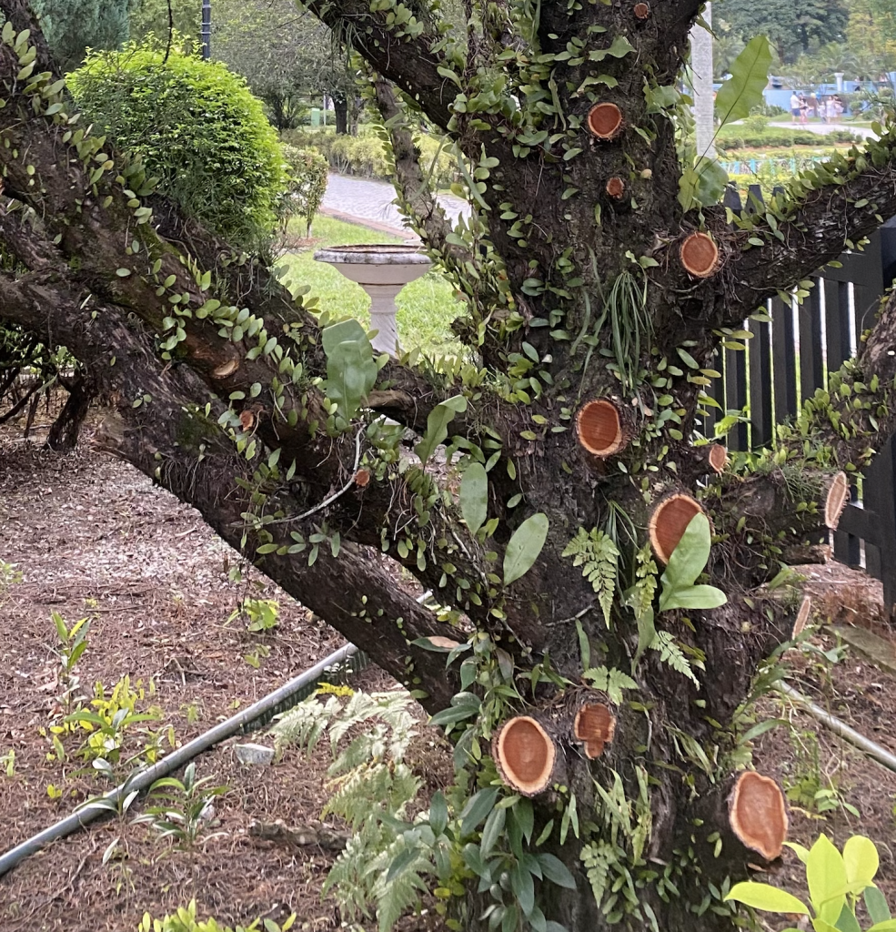 Tree with green leaves and red bark